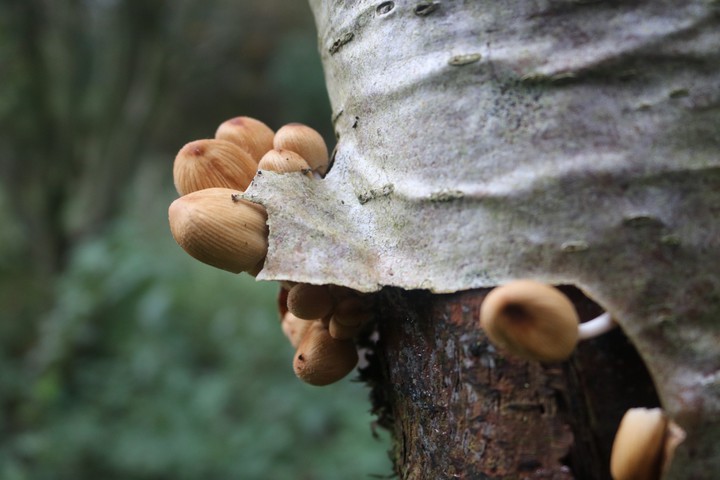 shrooms