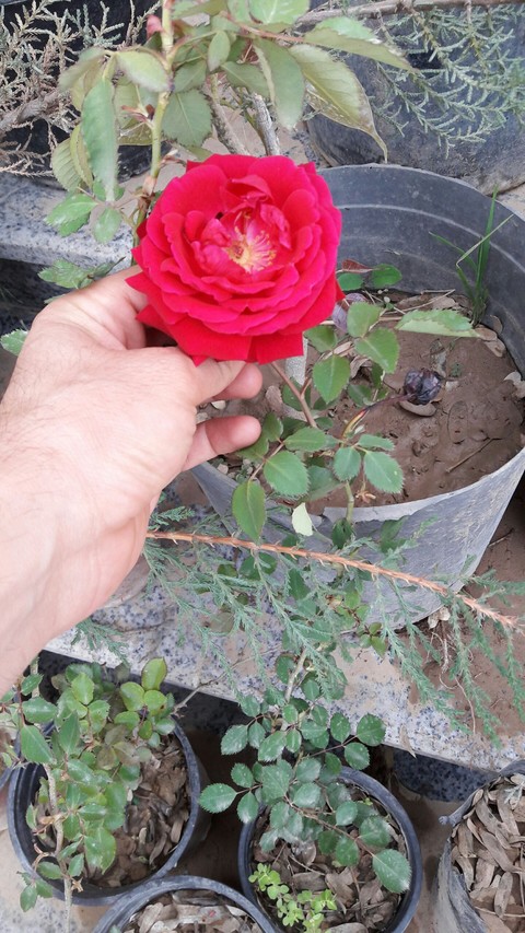 red rose