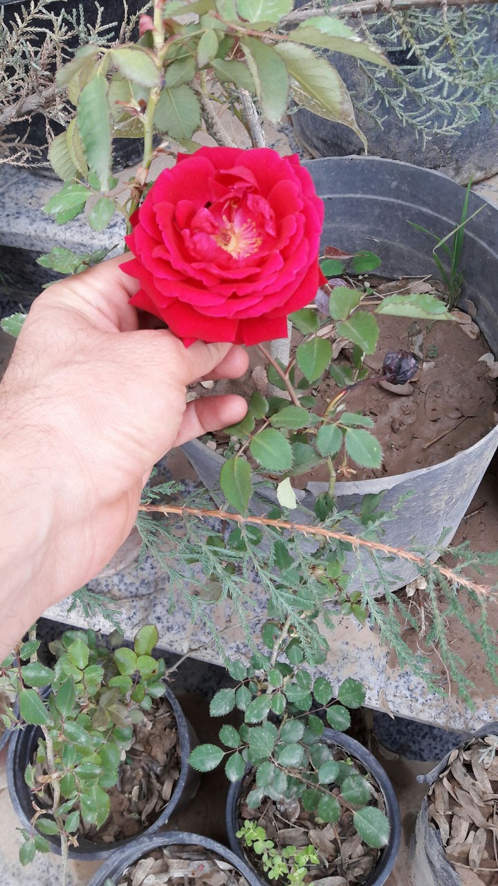 red rose
