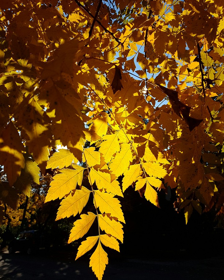 Autumn