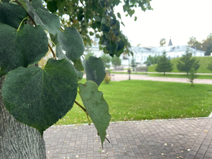 Linden