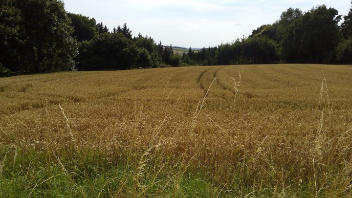Feld