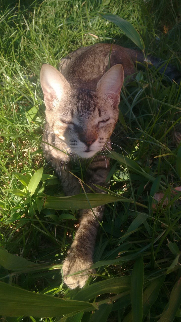 cat