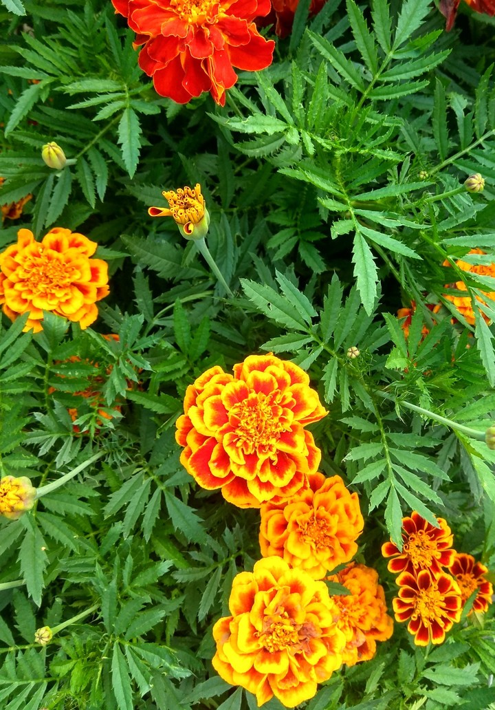 Flowers Marigolds