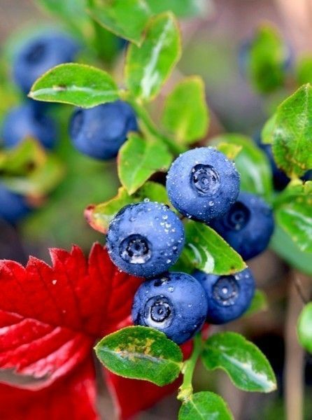 Blueberry