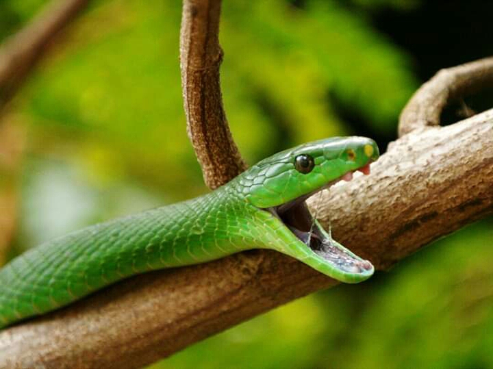 green snake