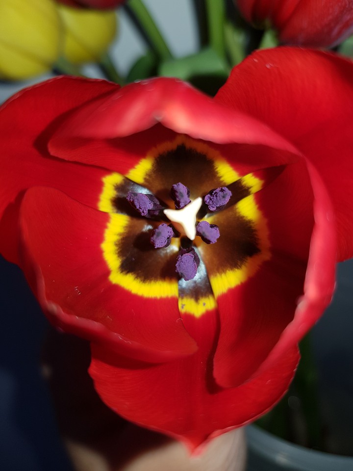 tulipes
