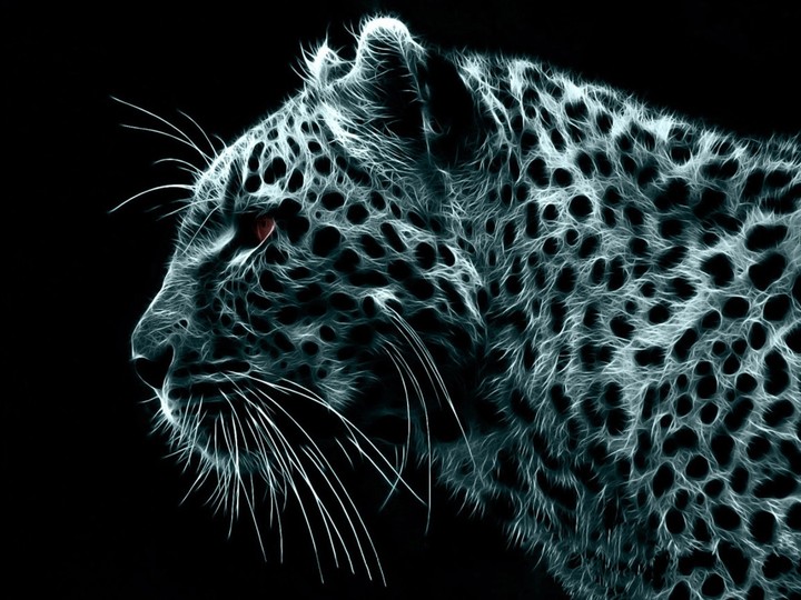 Wildcat