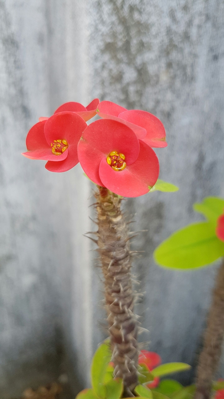 Beauty