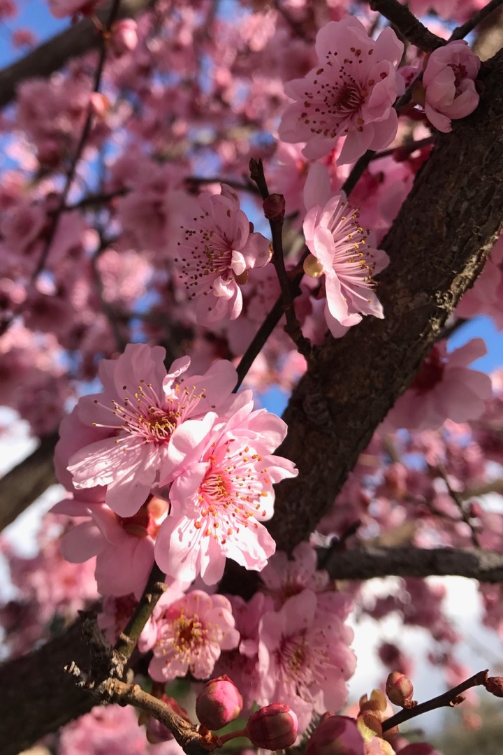 Cherry blossoms
