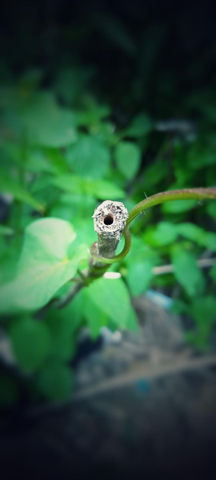 nature close up