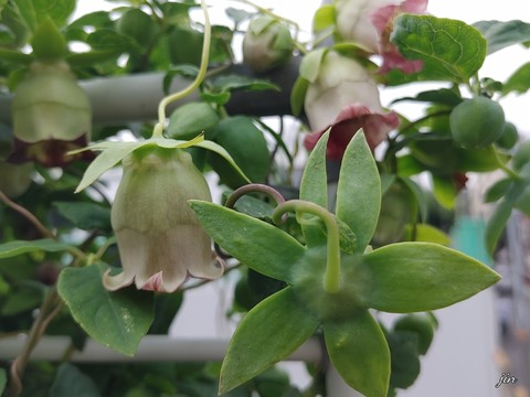 тапети petal, plant