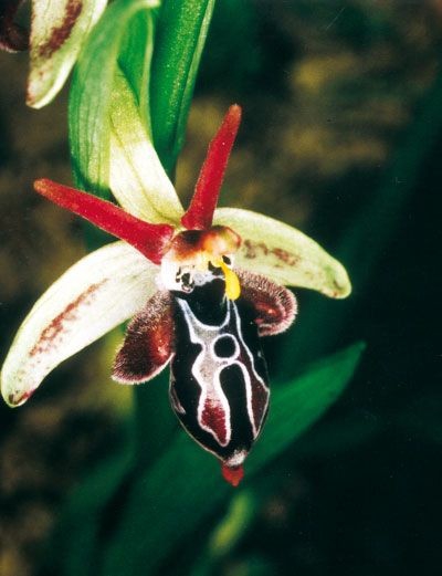 orchid