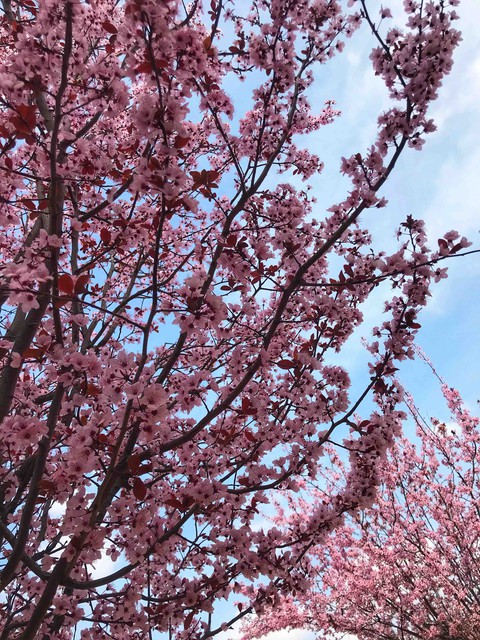 Spring Blossom