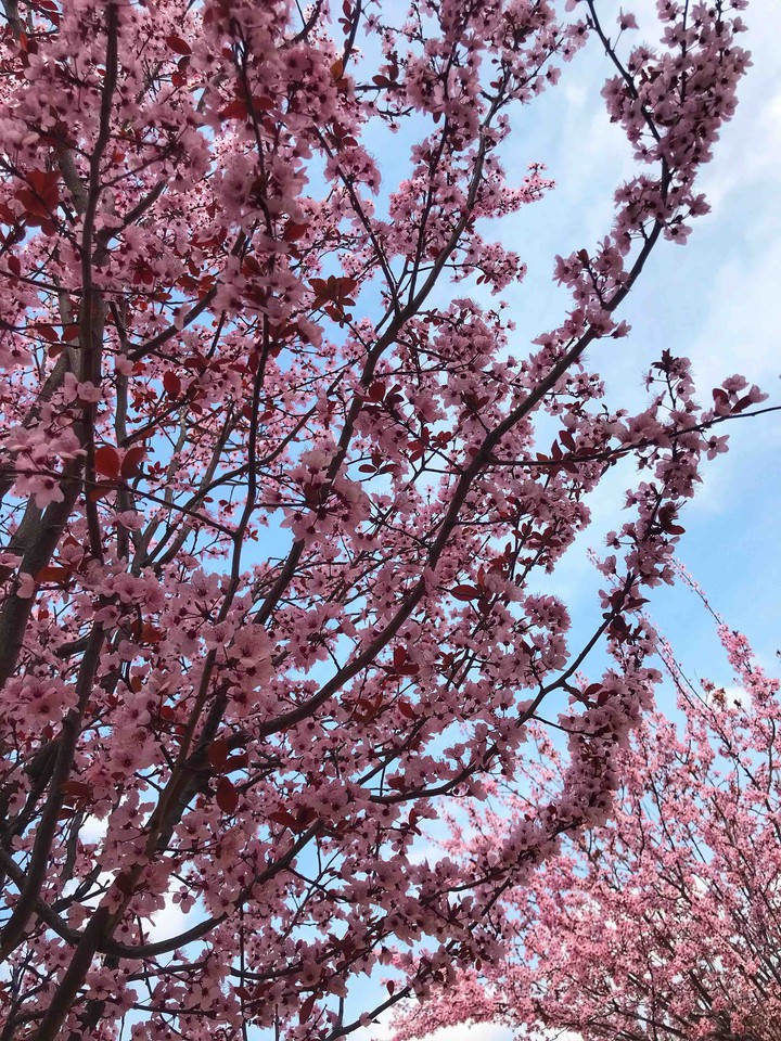 Spring Blossom