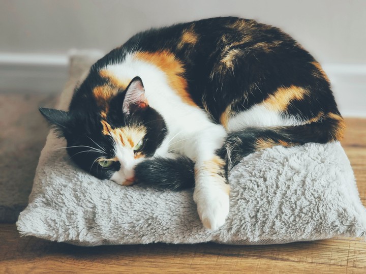 cat