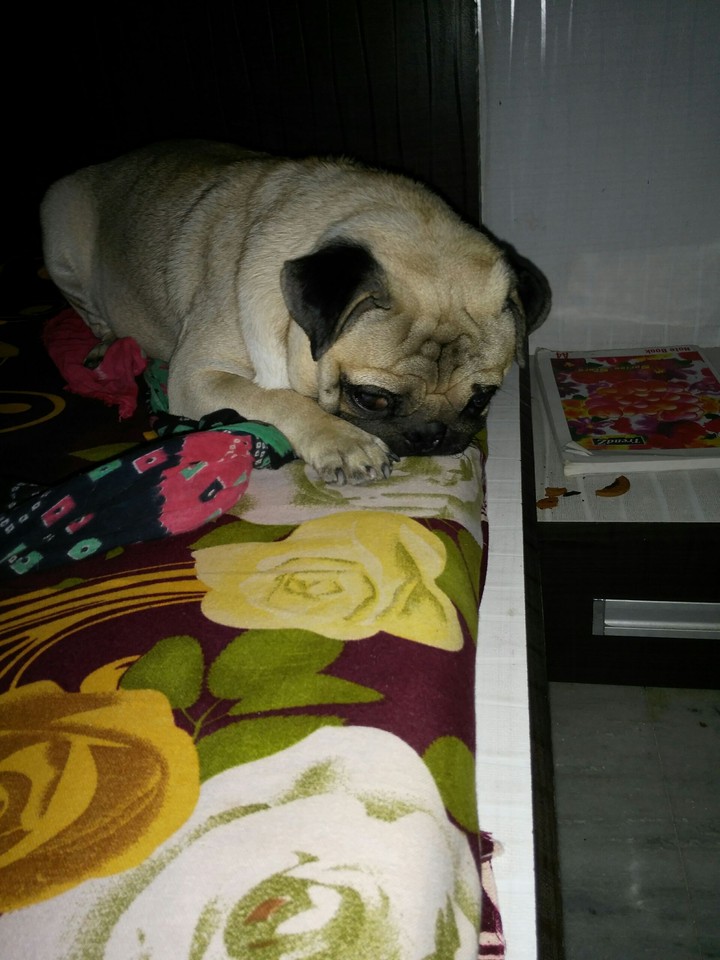 sitting dog