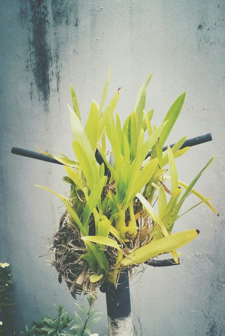 Green is not a creative color