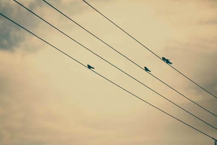 birds