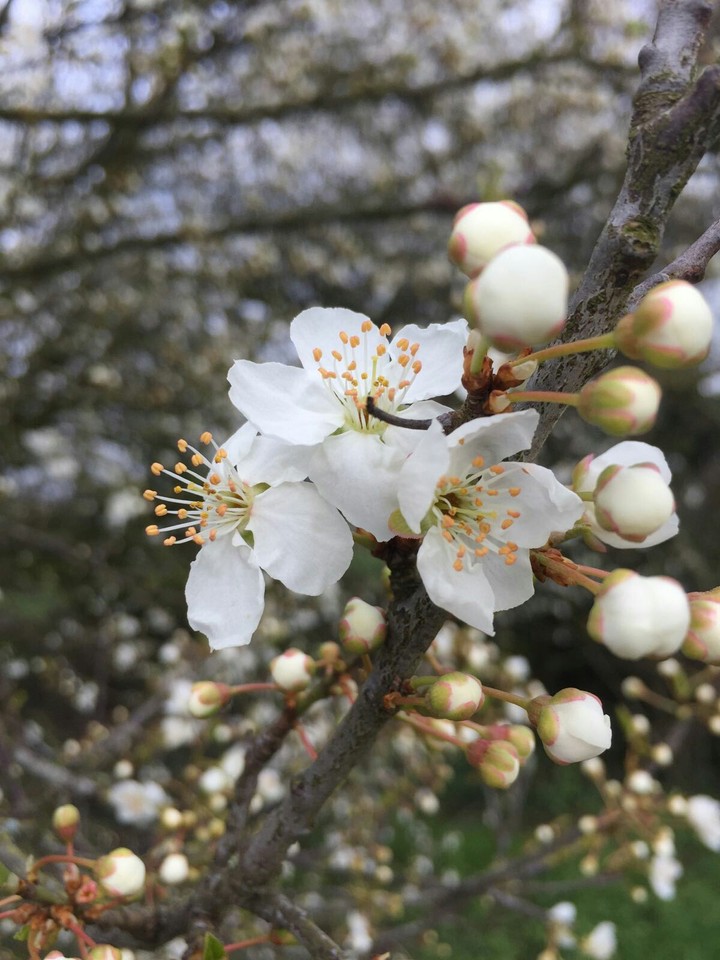 spring