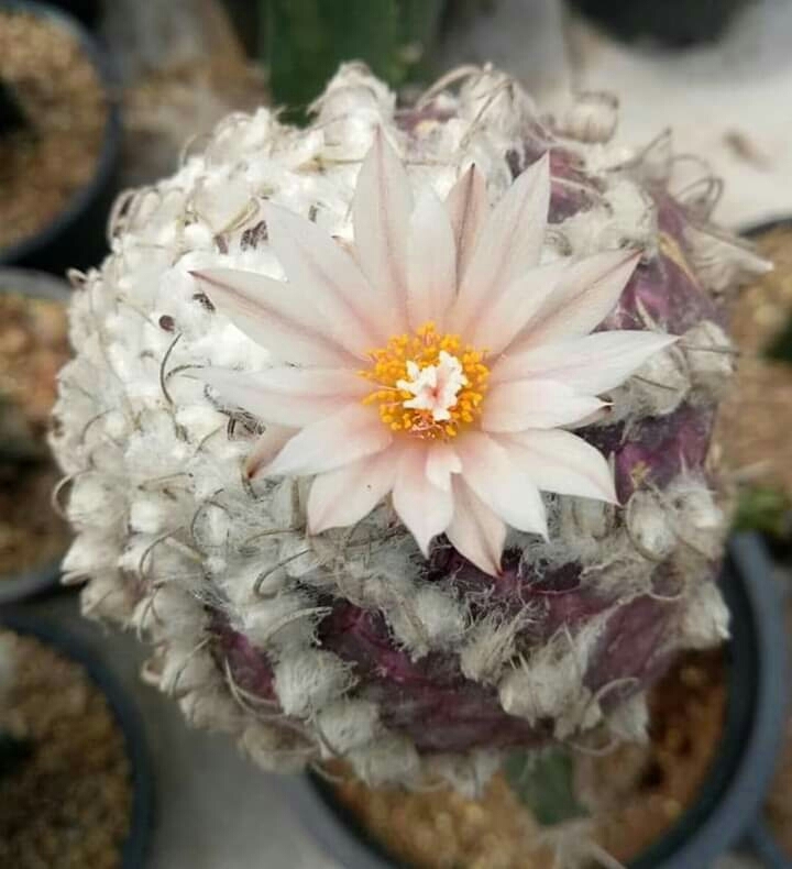 Cactus