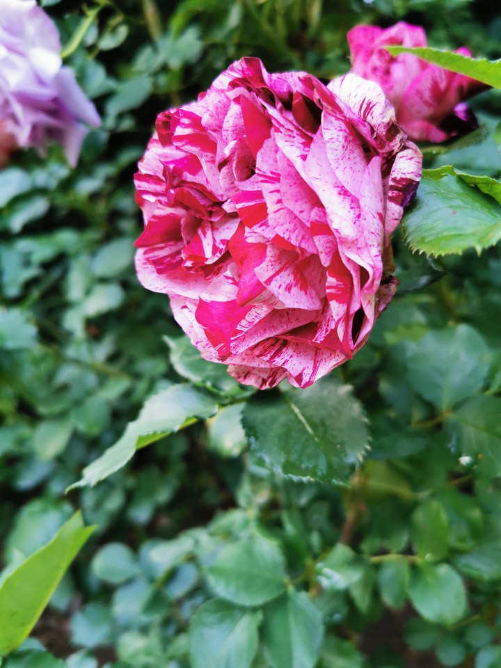 #roses #flowers #summer