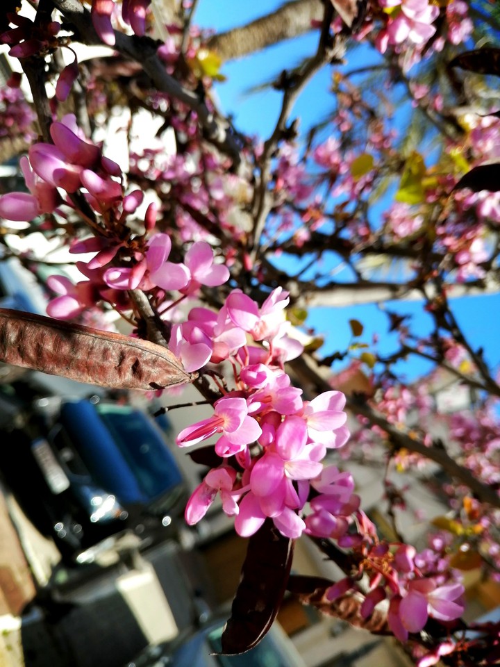 Pink bloom