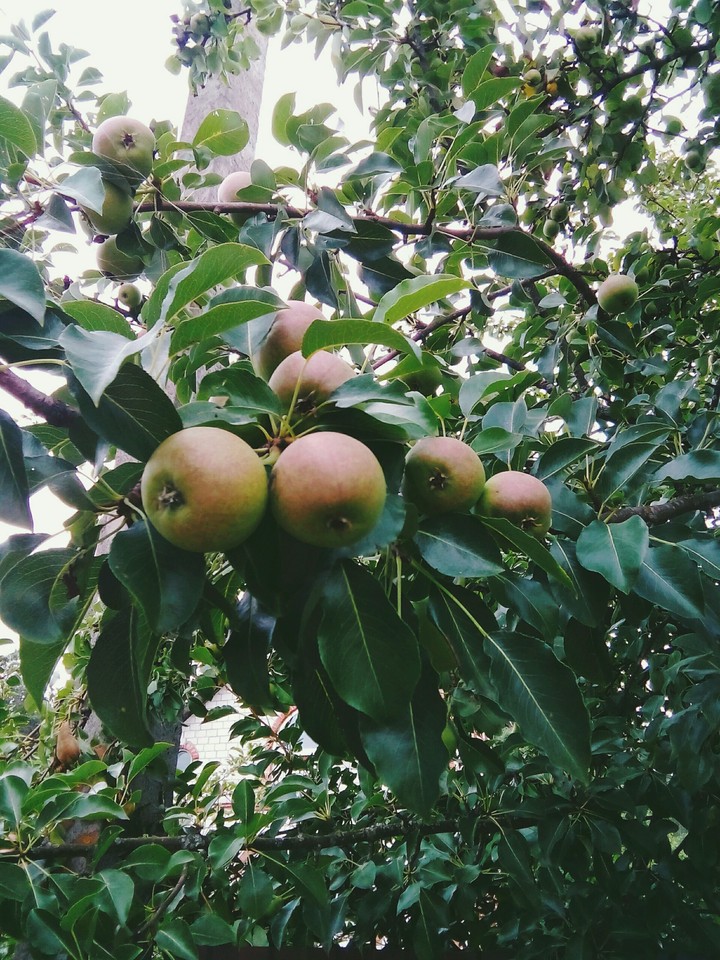 Apples