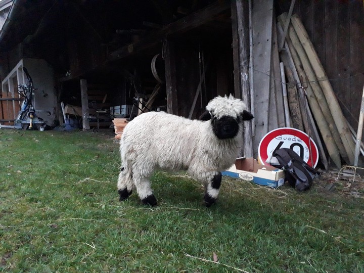 lamb
