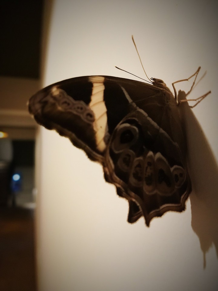 butterfly , closeup shot
