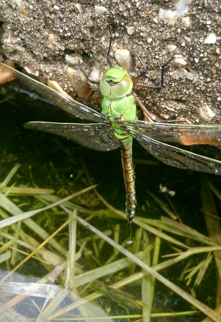 Dragonfly