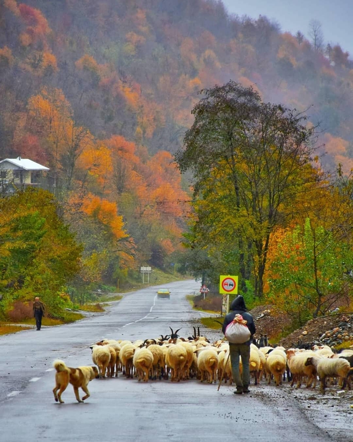 Masuleh Nature