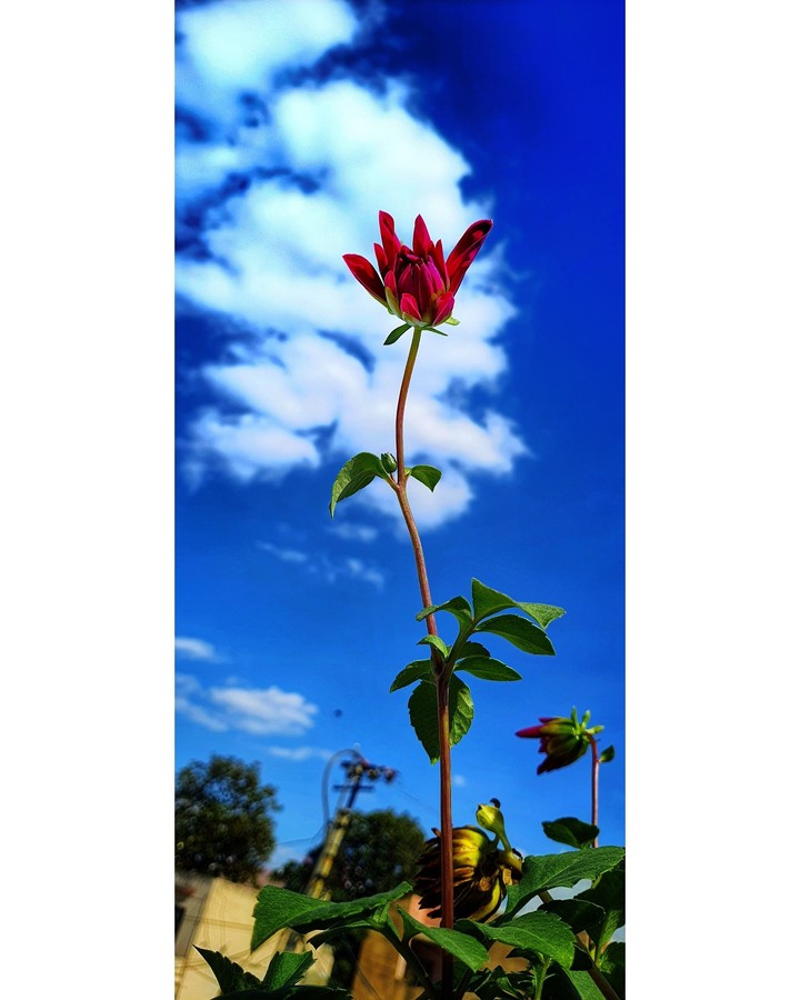 nature (rose)