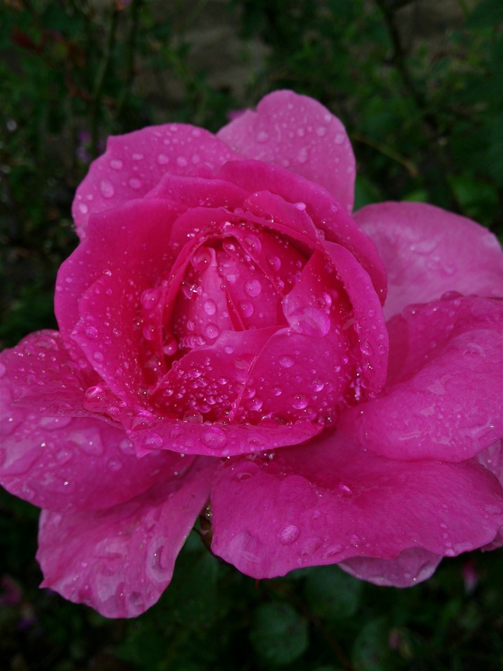 Rosa