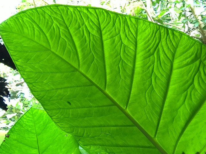large leaf