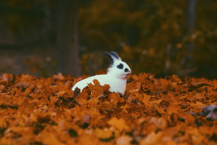 .