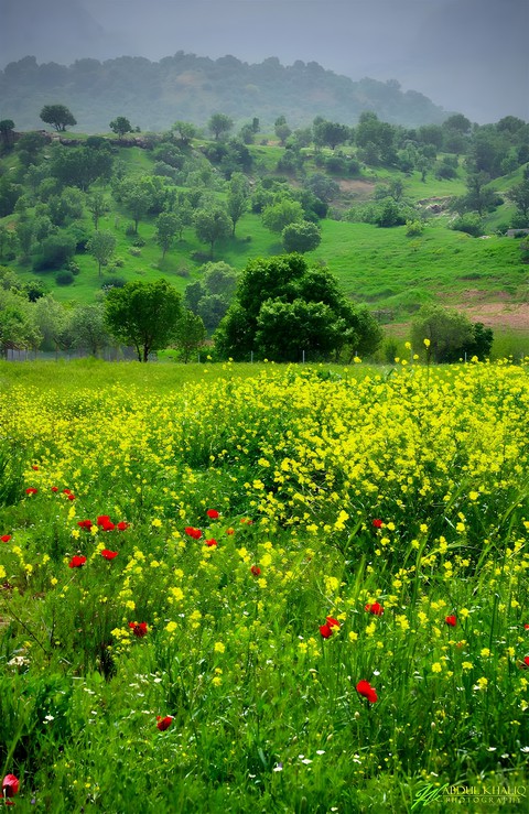 flowers, mountain壁纸