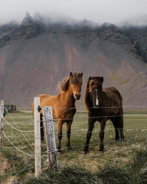 horses