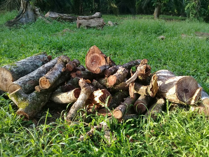 durian's tree