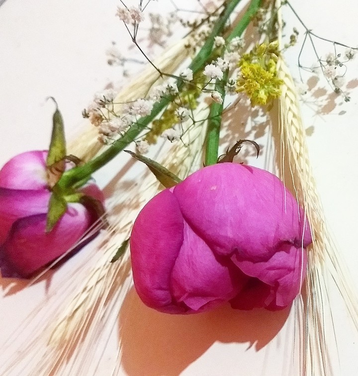 rosa