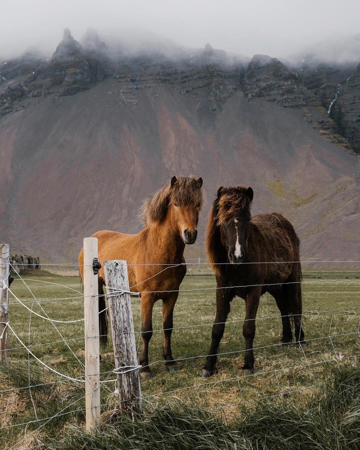 horses