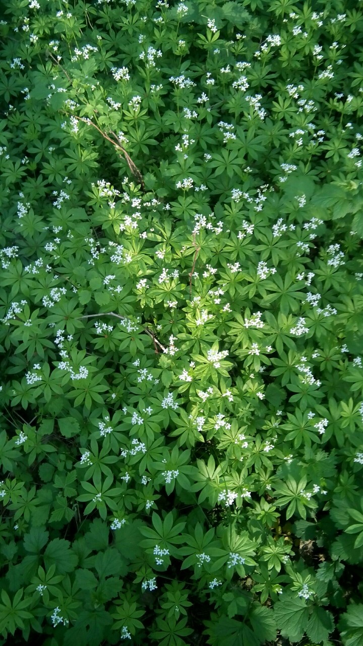 Natural flower and leaves pattern