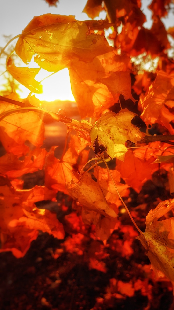 Autumn