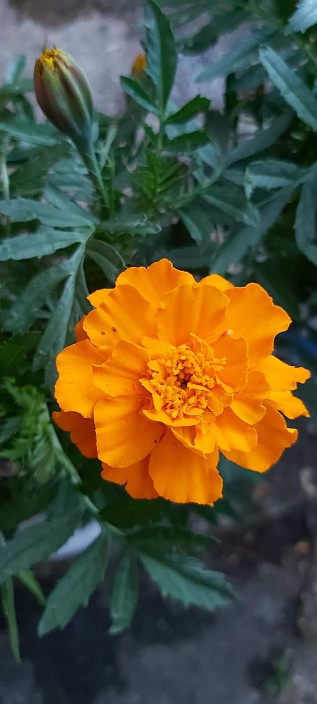 Beautiful flower