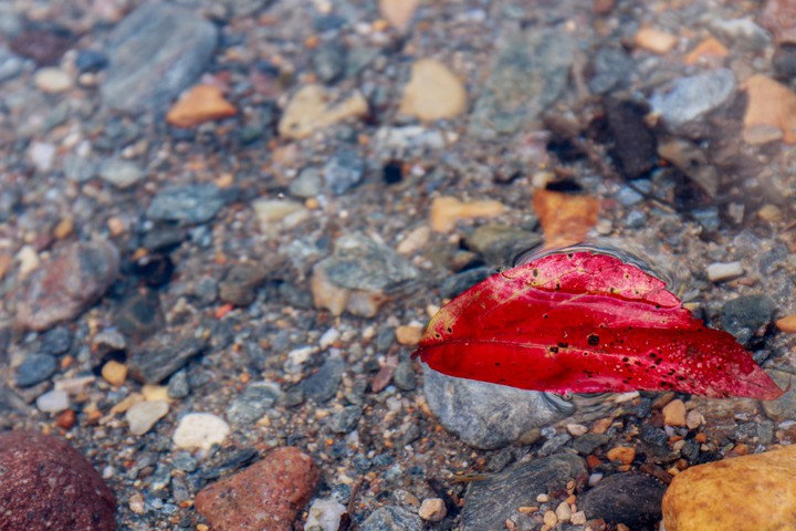 Foglia sull'acqua