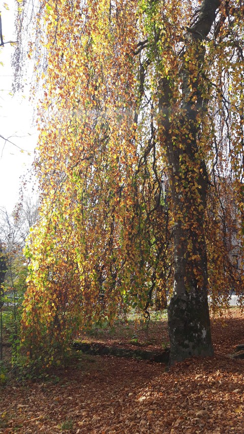 willow