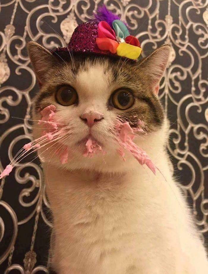 cute cat