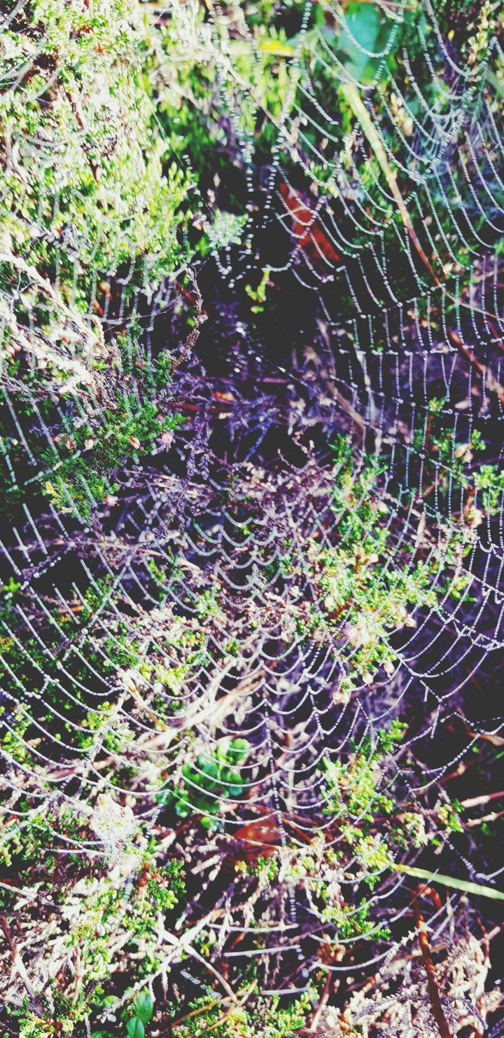 Spiderweb