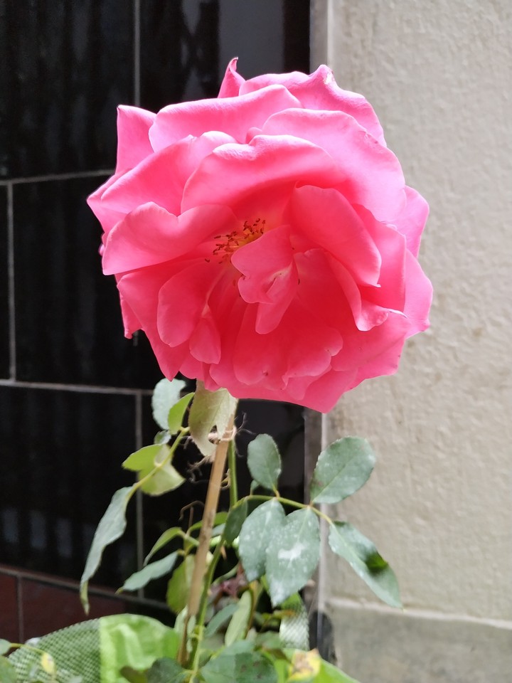 rose