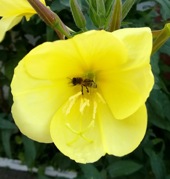 flowers+bee